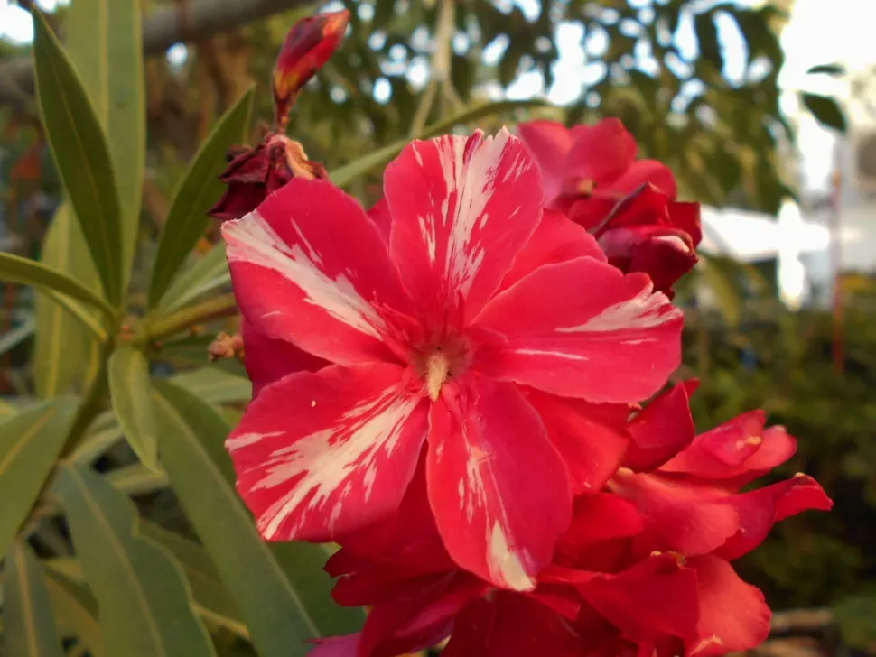 Nerium Oleander Geant des Battailles, Oleandro (fiore rosso doppio) - vaso Ø24 cm