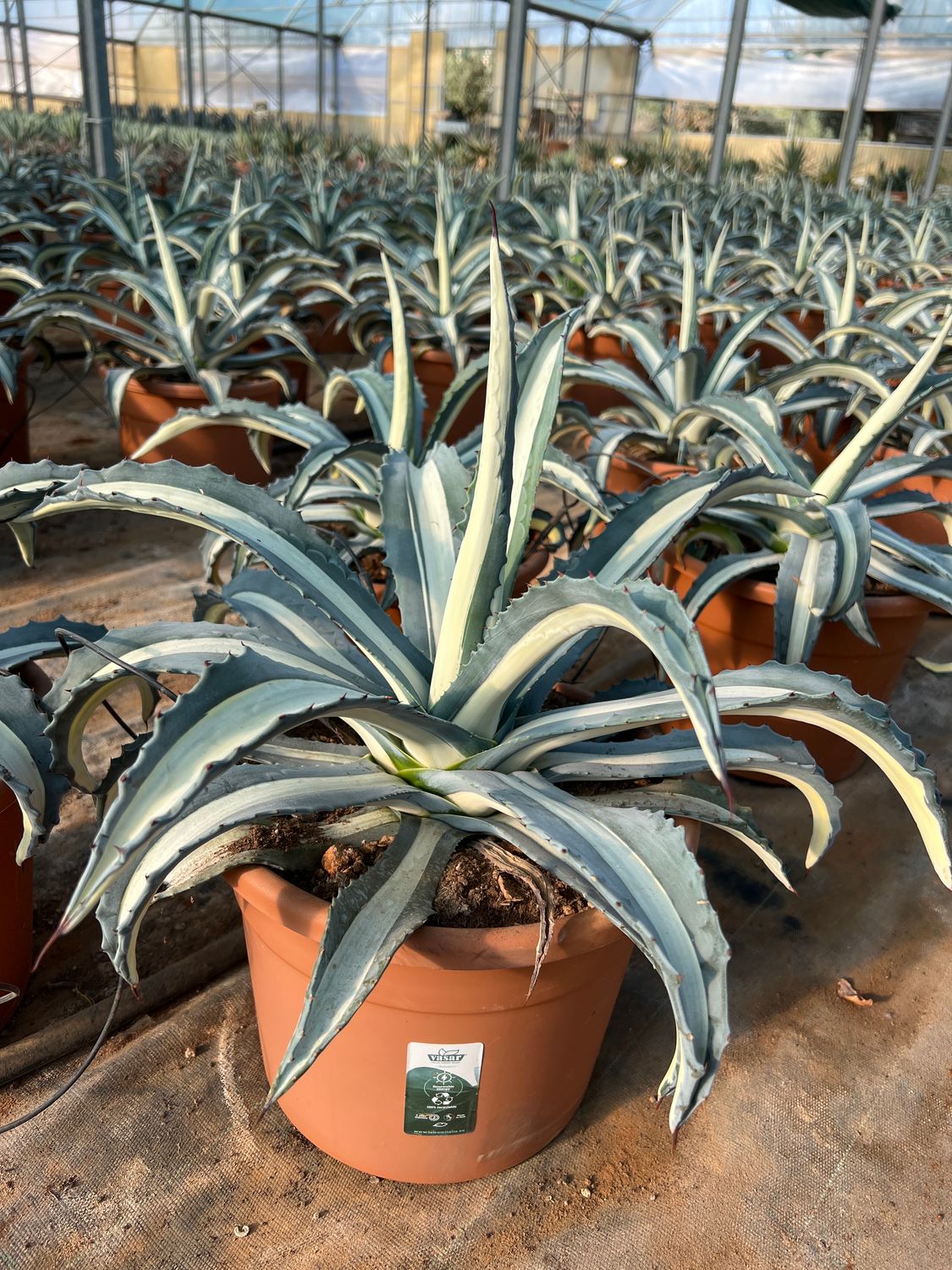 Agave americana var. mediopicta &#39;Alba&#39;  Century Plant, Pianta Grassa - vaso Ø 30cm