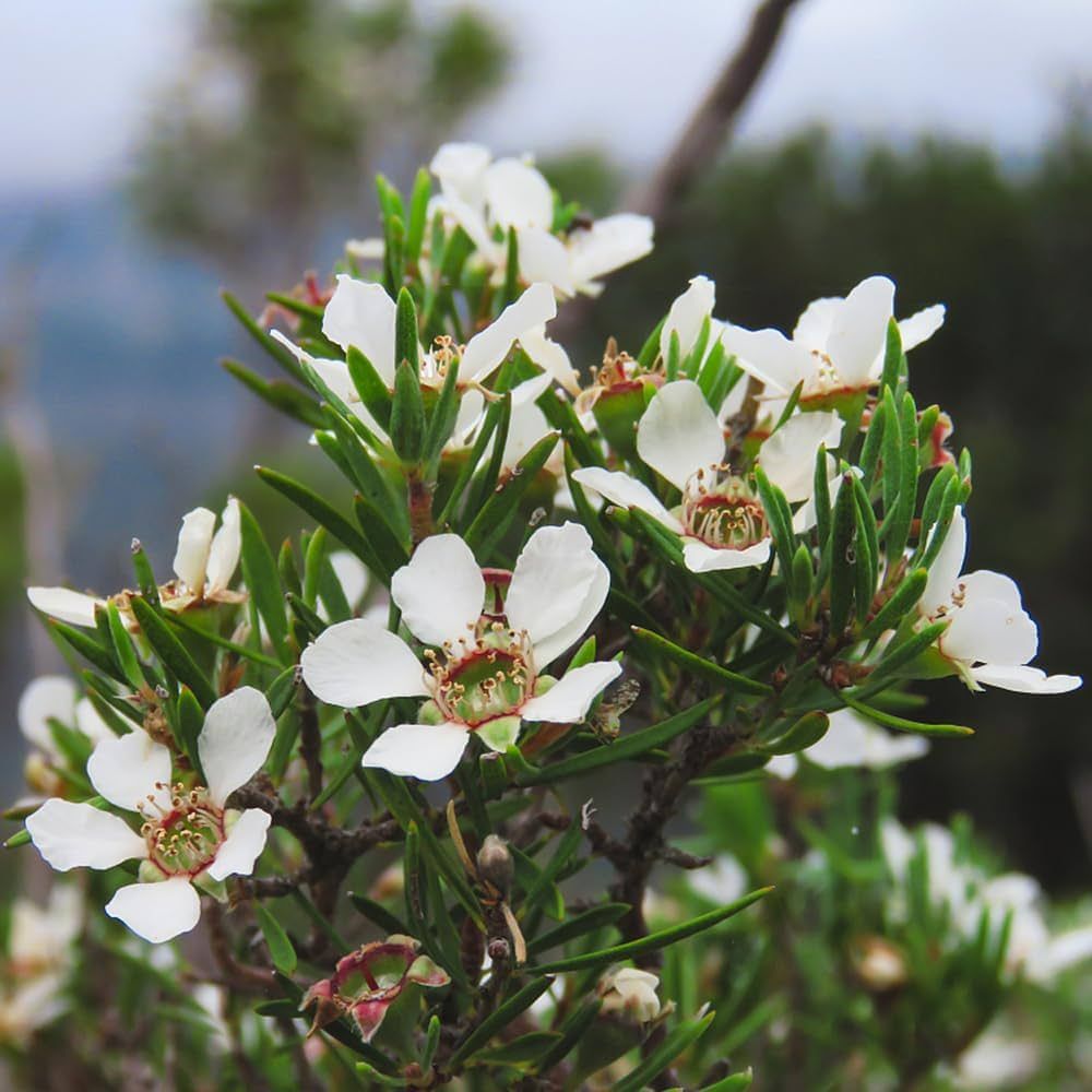 Manuka, Leptospermum scoparium &quot; Alba &quot; , Fiore Bianco - vaso Ø24 cm