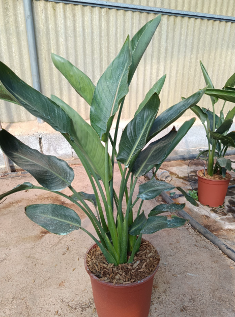 Strelitzia reginae, Strelizia, Uccello del paradiso - vaso Ø24 cm, h 70 cm fuori vaso