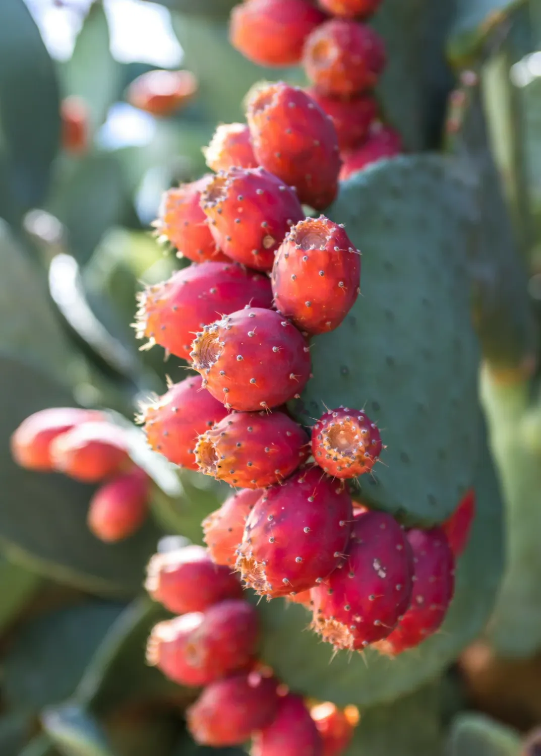 Opuntia ficus-indica, Fico d&#39;India - vaso Ø17 cm