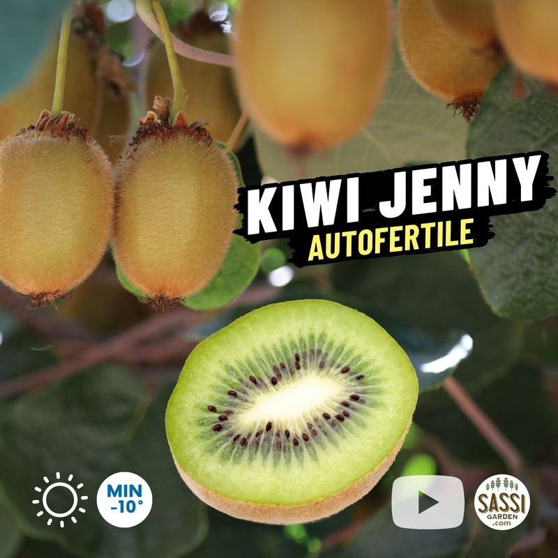 Kiwi Actinidia deliciosa &#39;Jenny&#39; AUTOFERTILE - vaso Ø15 cm