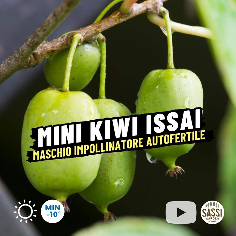 Actinidia arguta &#39;Issai&#39; autofertile, Mini Kiwi MASCHIO del Kiwi Ken&#39;s red - vaso 2 litri
