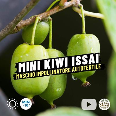 Actinidia arguta &#39;Issai&#39; autofertile, Mini Kiwi MASCHIO del Kiwi Ken&#39;s red - vaso 2 litri