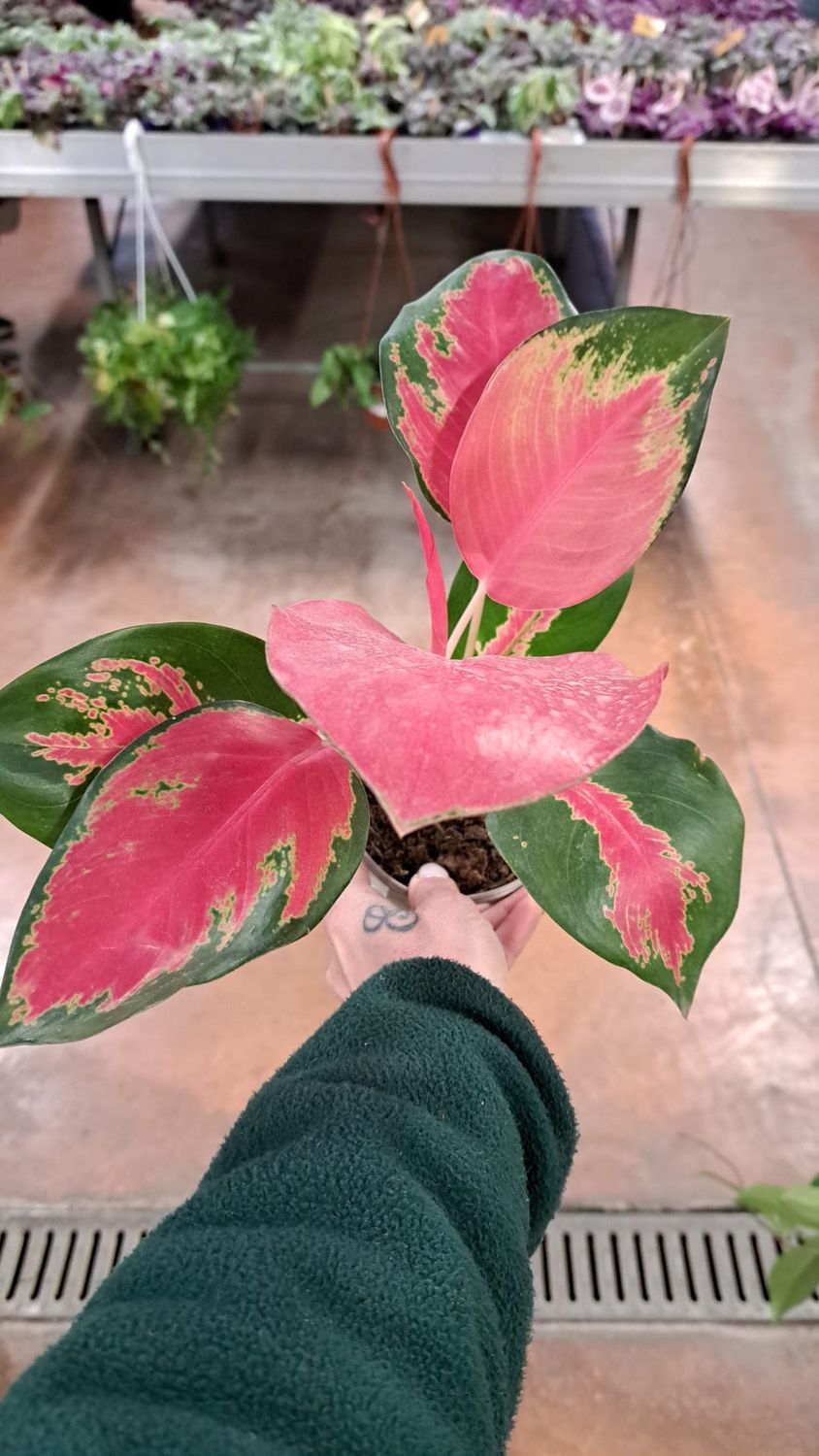 Aglaonema commutatum &#39;Orange Star&#39; - vaso Ø12 cm