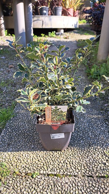 Ilex aquifolium &#39;Aureomarginata&#39;, Agrifoglio, Pungitopo - vaso Ø17 cm