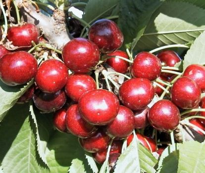 Ciliegio Celeste , Prunus avium &quot; Celeste &quot;- vaso Ø25 cm AUTOFERTILE