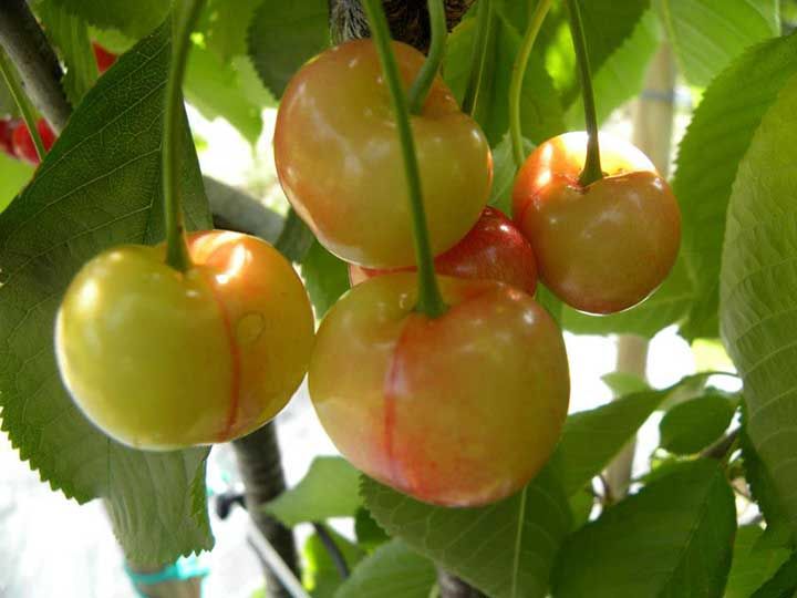 Ciliegio &#39;Imperiale di Caserta’, Ciliegia Casertana, Prunus avium ‘Imperiale di Caserta’ - vaso Ø25 cm