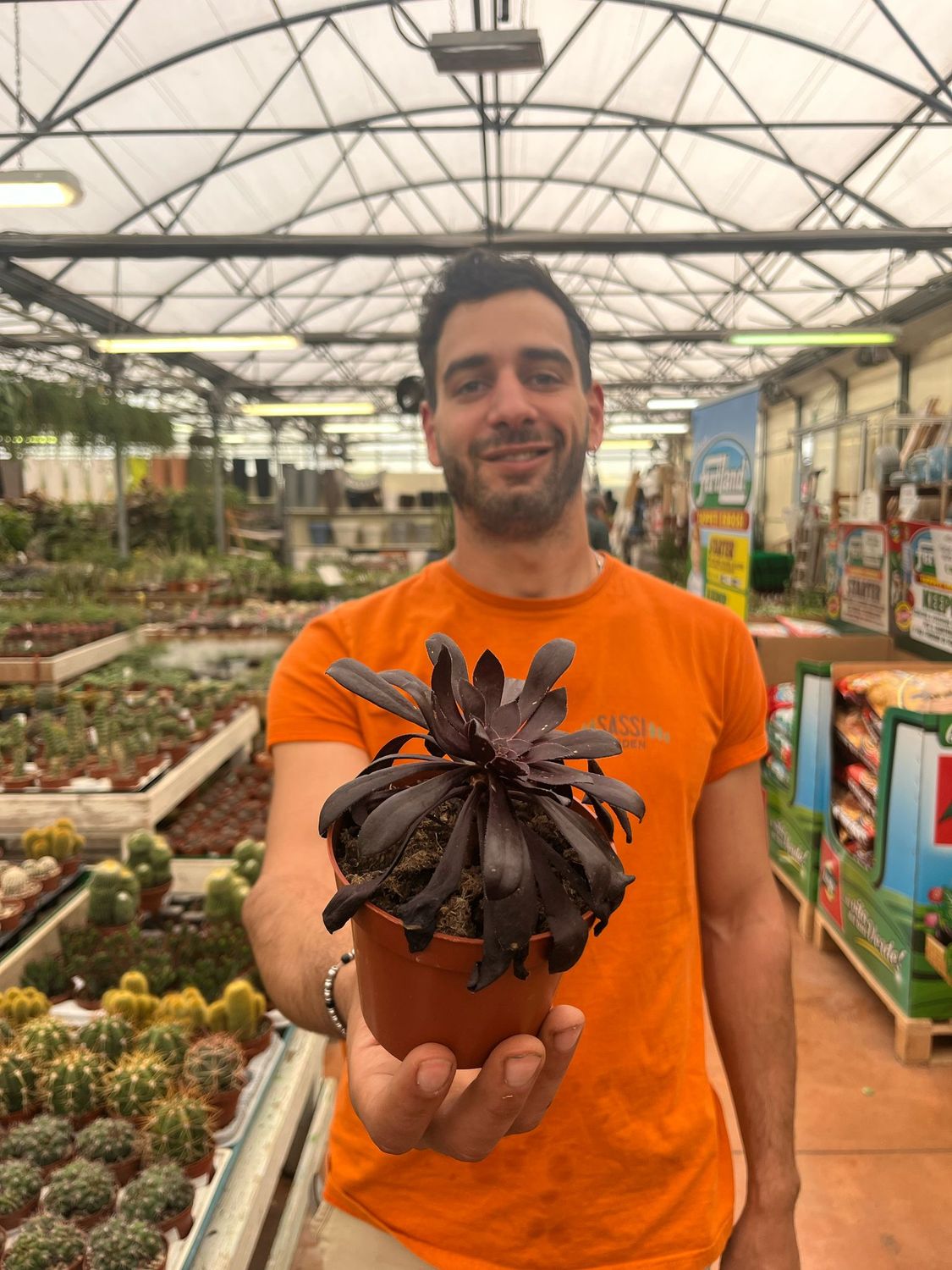 Aeonium Nigrum, Pianta Grassa Nera -  vaso Ø 10cm