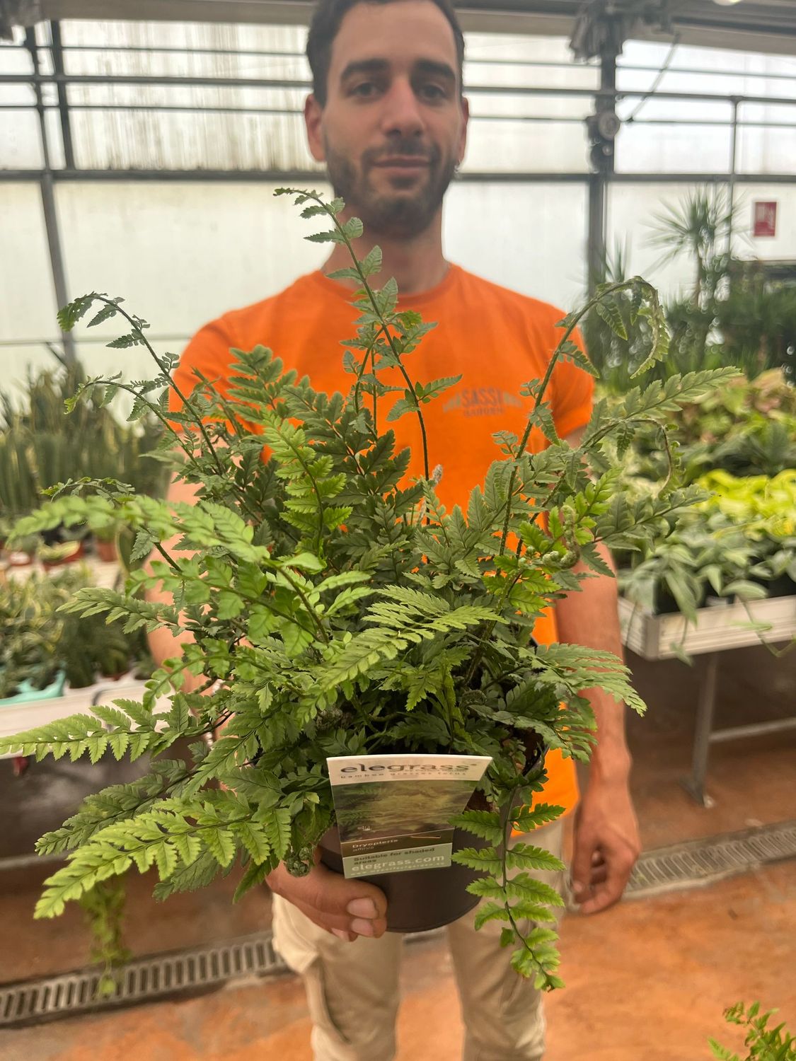 Felce da Esterno, Dryopteris Affinis, Felce Reale - vaso Ø14 cm