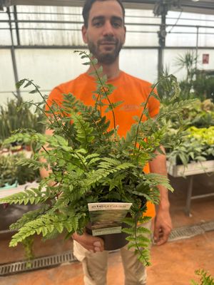 Felce da Esterno, Dryopteris Affinis, Felce Reale - vaso Ø14 cm