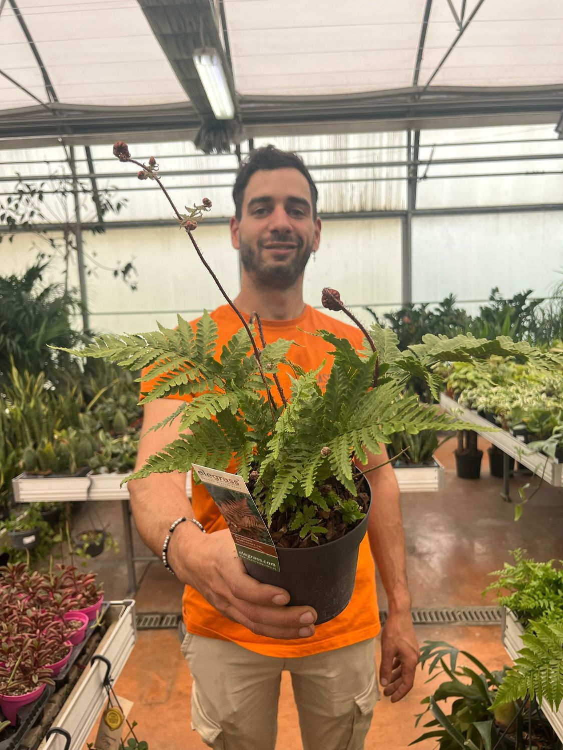 Felce Autunnale, Dryopteris erythrosora &#39; Koidzumiana &#39;- vaso Ø14 cm