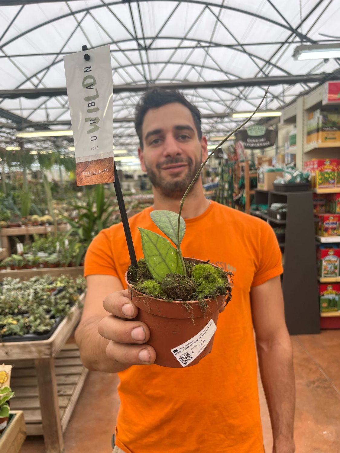 Hoya finlaysonii 'Sarawak' - vaso Ø10,5 cm