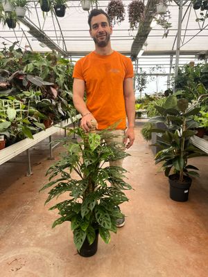 Philodendron Adansonii, Filodendro - vaso Ø20 cm, h 110 cm