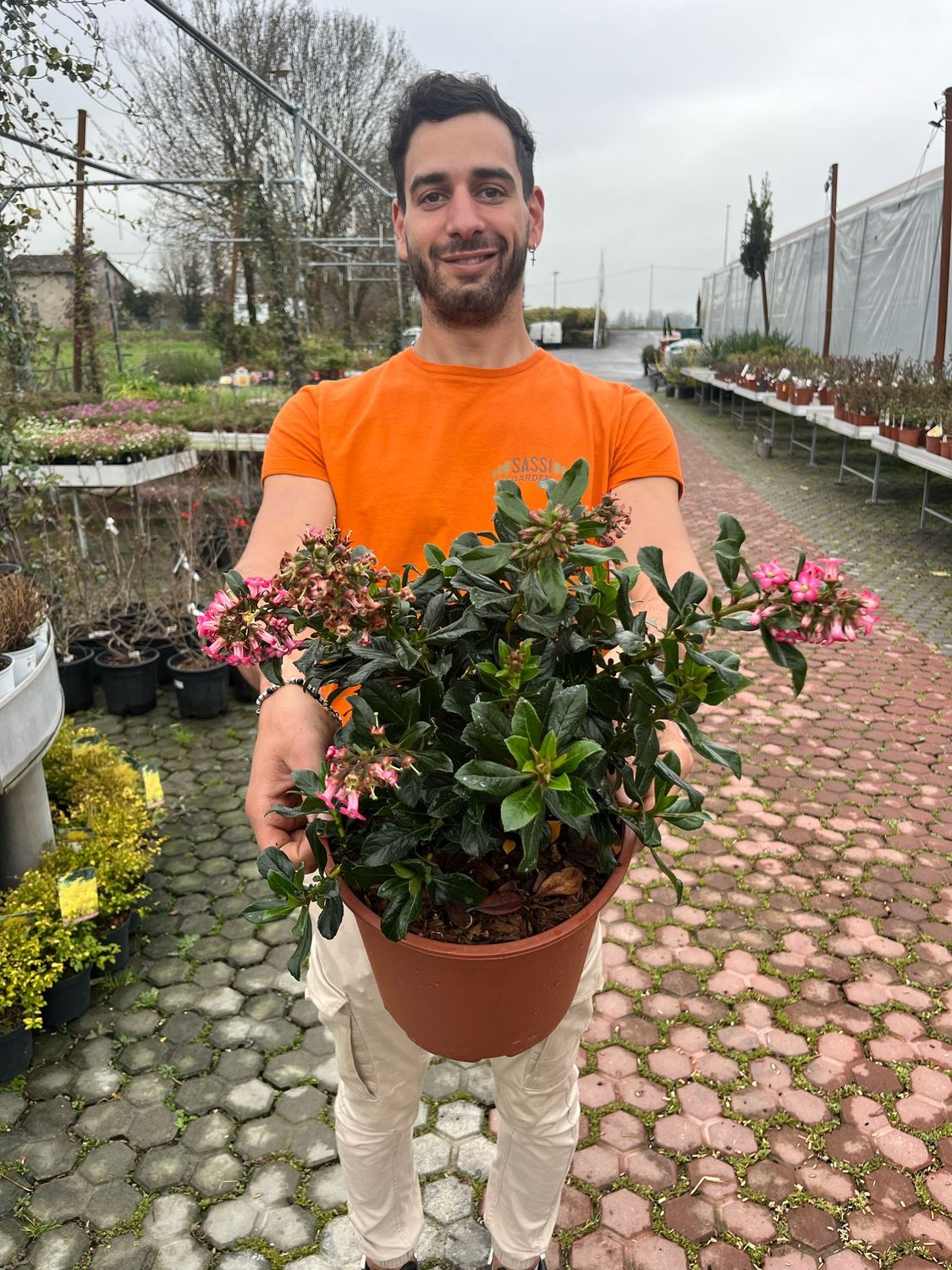 Escallonia &#39;Donard Radiance&#39; - vaso Ø24 cm