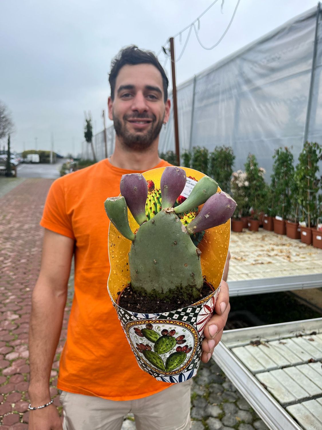 Opuntia ficus-indica - Fico d&#39;India - vaso Ø12 cm