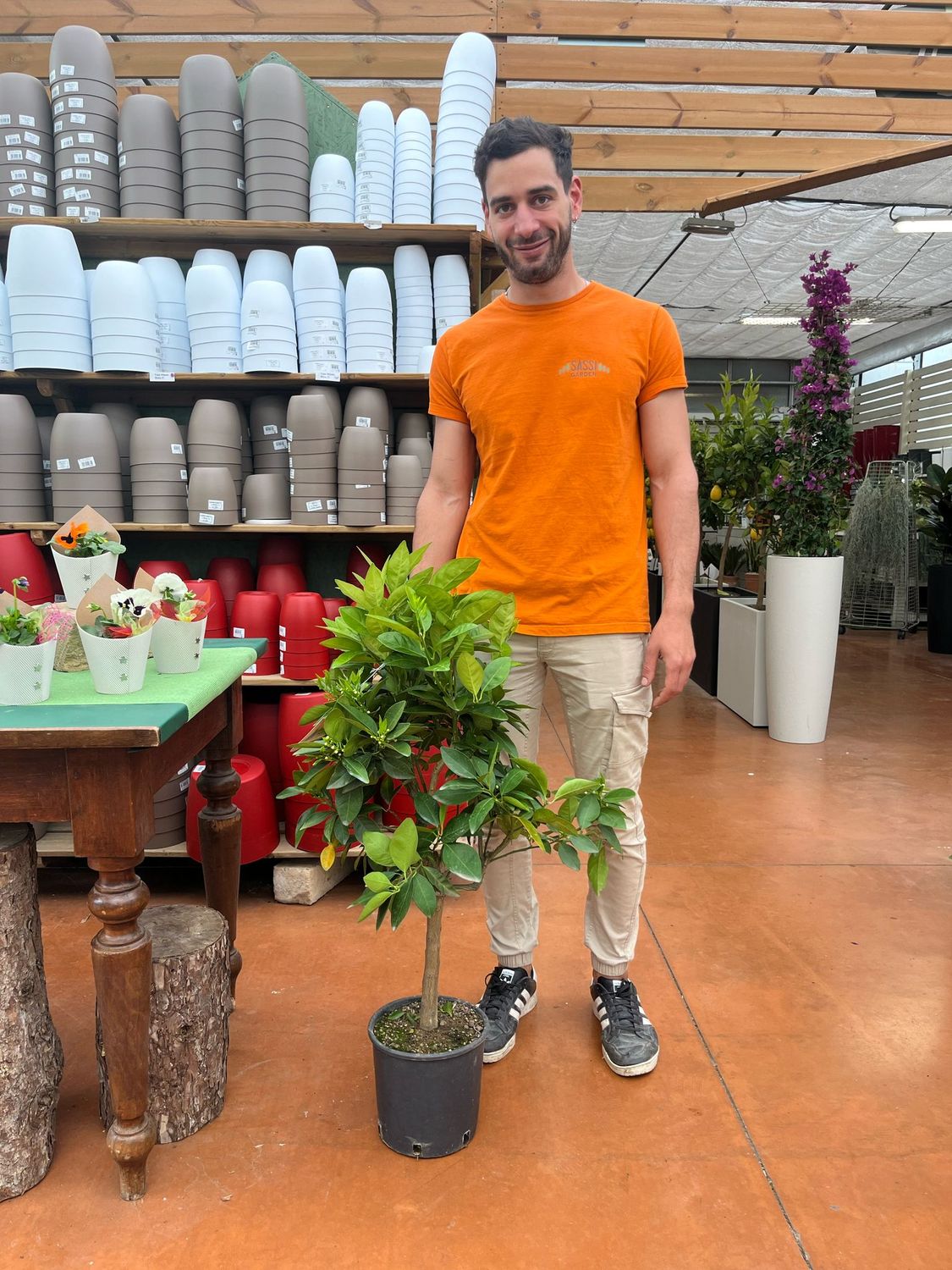 Citrus Sinensis, Arancio - vaso Ø21 cm