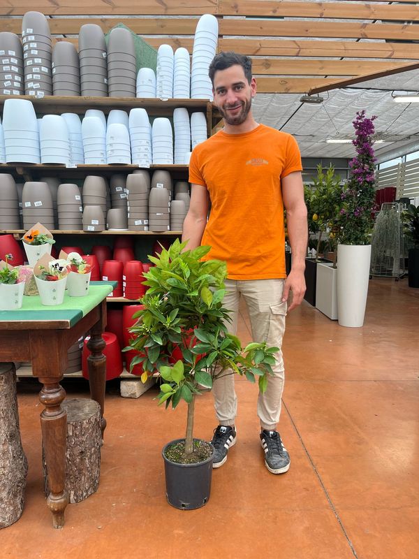 Citrus Sinensis, Arancio - vaso Ø21 cm