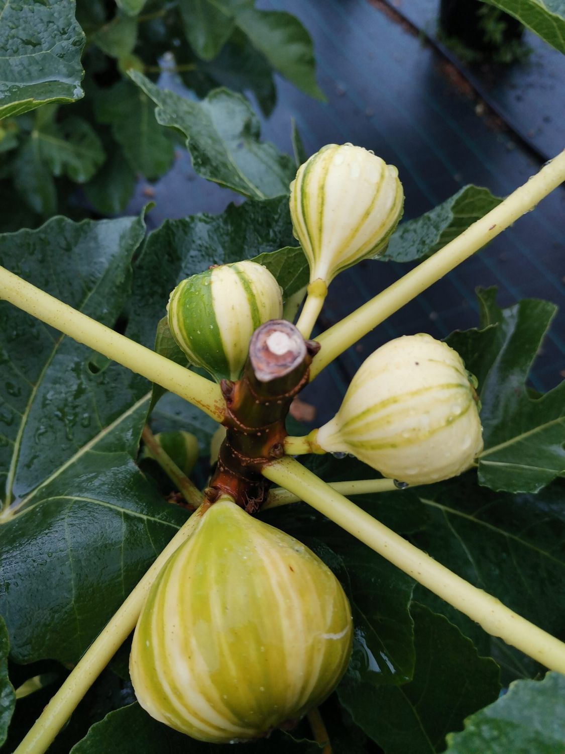 Fico ‘Panaché’ - Fico variegato, Fico tigrato - Ficus carica ‘ Panaché ’- vaso Ø26 cm