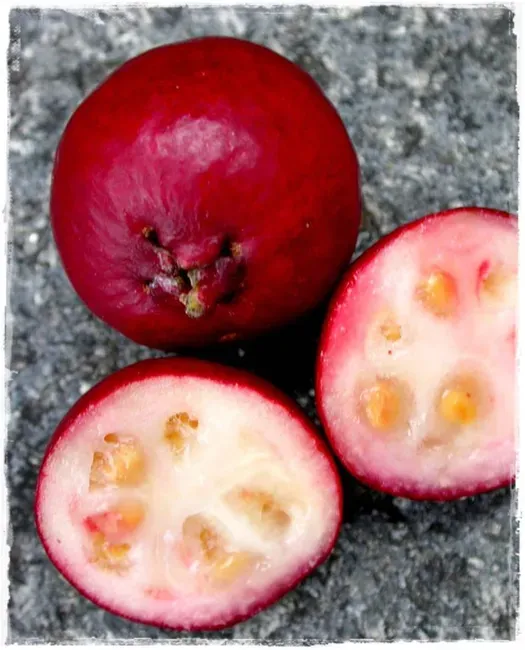 Guava rossa  Guayaba, Guava tropicale , Psidium Guajava - vaso Ø22 cm