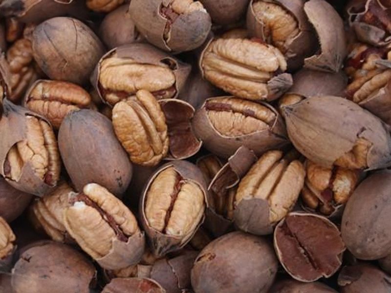 Carya illinoinensis  &quot; Cheyenne ’ - Noce pecan ‘ Cheyenne ’ - Noce pecan precoce - vaso Ø26 cm, h 180 cm - INNESTO