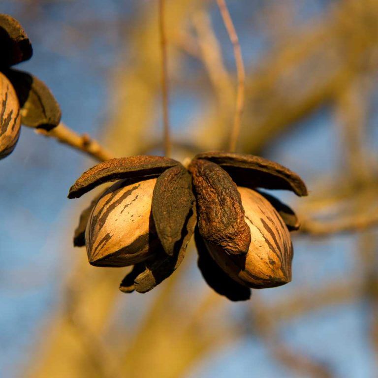 Carya illinoinensis ‘ Cape Fear ’ - Noce pecan ‘ Cape Fear ’  - Noce pecan precoce - vaso Ø26 cm, h 180 cm - INNESTO