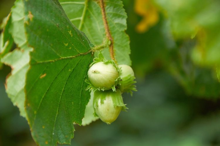Corylus avellana ‘ Nocchione ’ , Nocciolo ‘ Nocchione ’ - Nocciola romana - vaso Ø 19cm