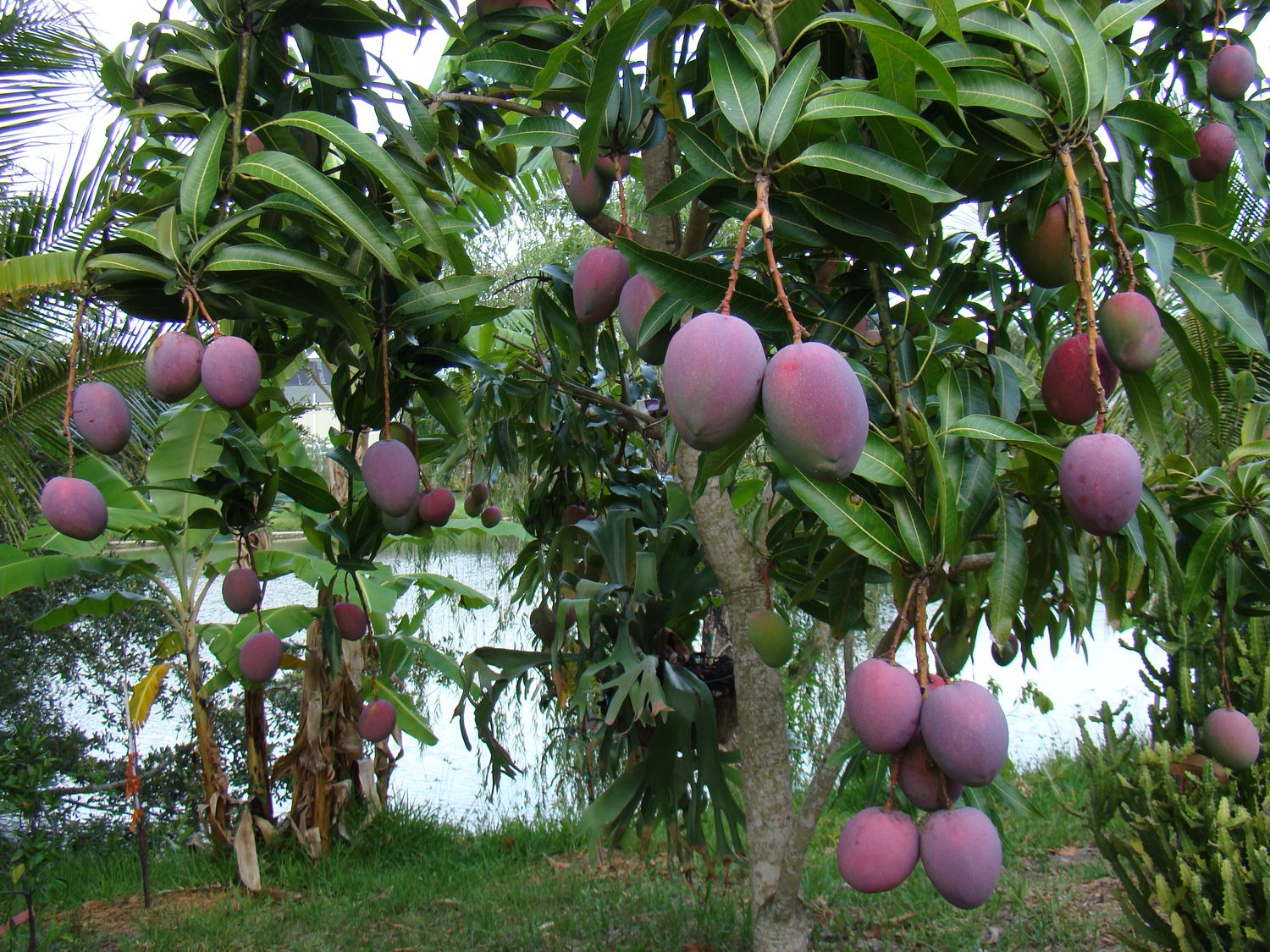 Mango ‘Tommy Atkins’ , Mangifera indica ‘Tommy Atkins’, Mango Tardivo - vaso Ø23 cm