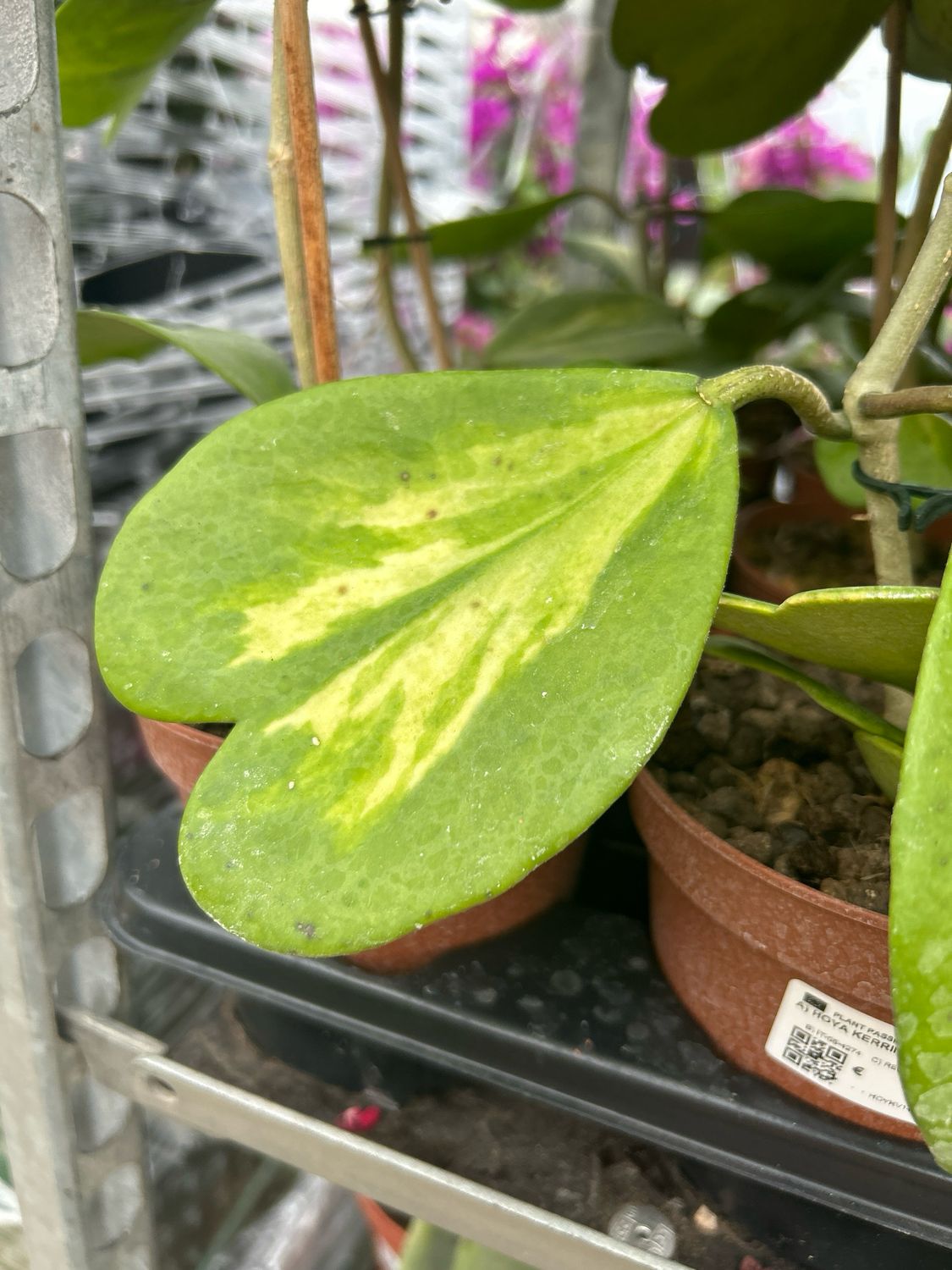 Hoya Kerrii Reverse, Pianta del Cuore - vaso 14 cm