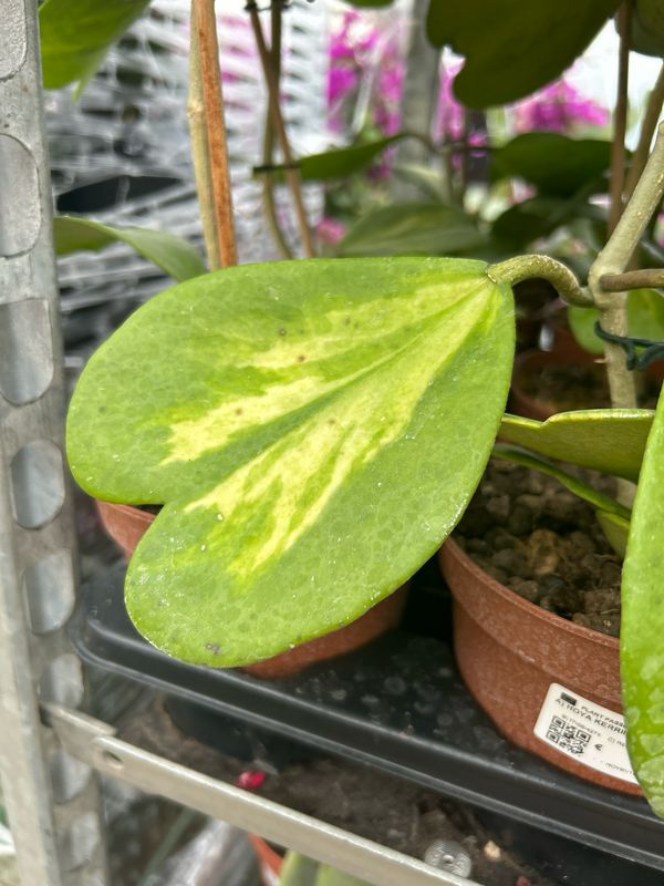 Hoya Kerrii Reverse, Pianta del Cuore - vaso 14 cm