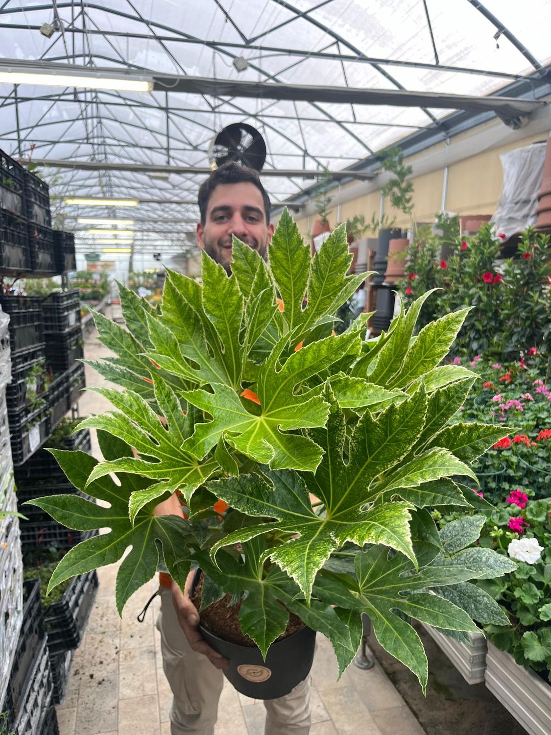 Fatsia japonica &#39;Spider&#39;s Web&#39; - vaso Ø24 cm