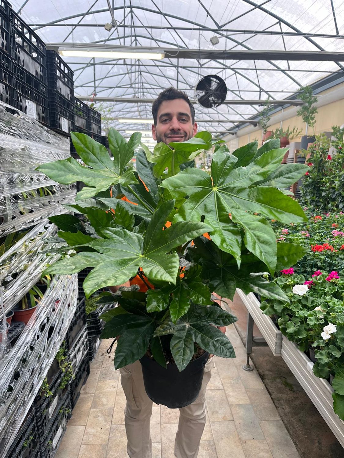Fatsia Japonica, Fatsia del Giappone, Aralia - vaso Ø24 cm