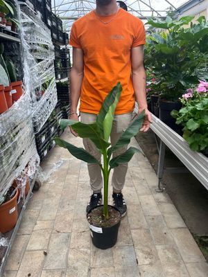 Musa Basjoo, Banano Giapponese - vaso Ø22cm
