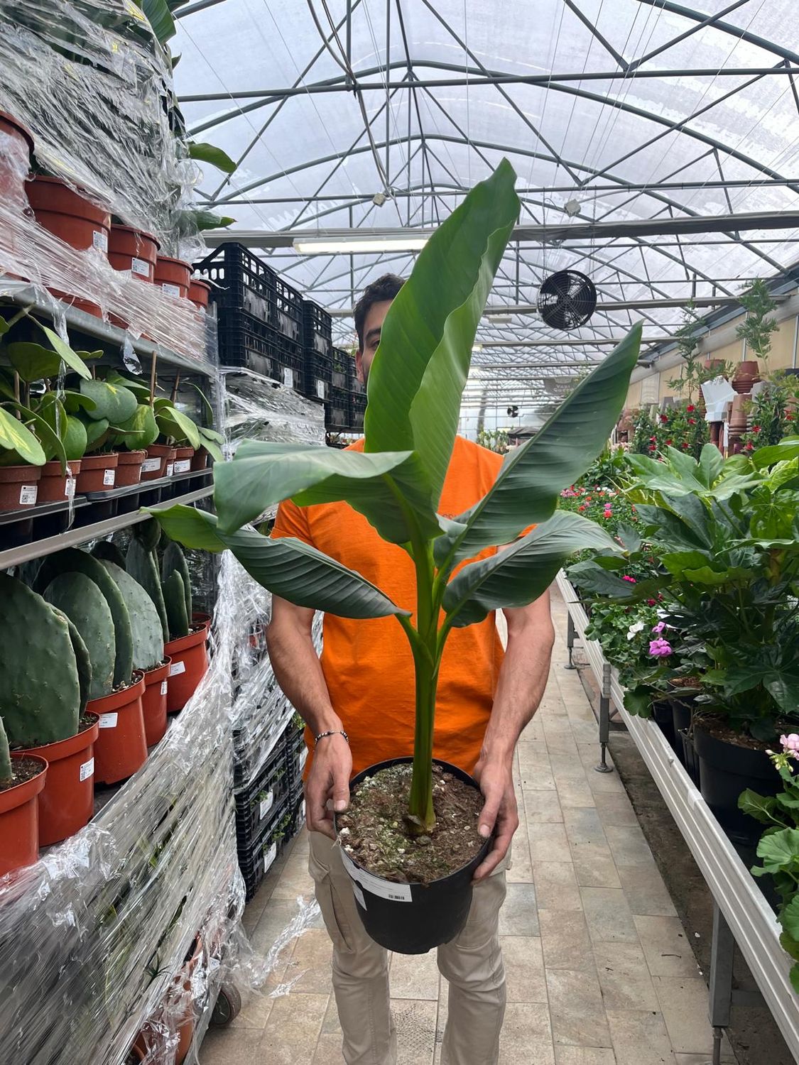 Musa Basjoo, Banano Giapponese - vaso Ø23cm