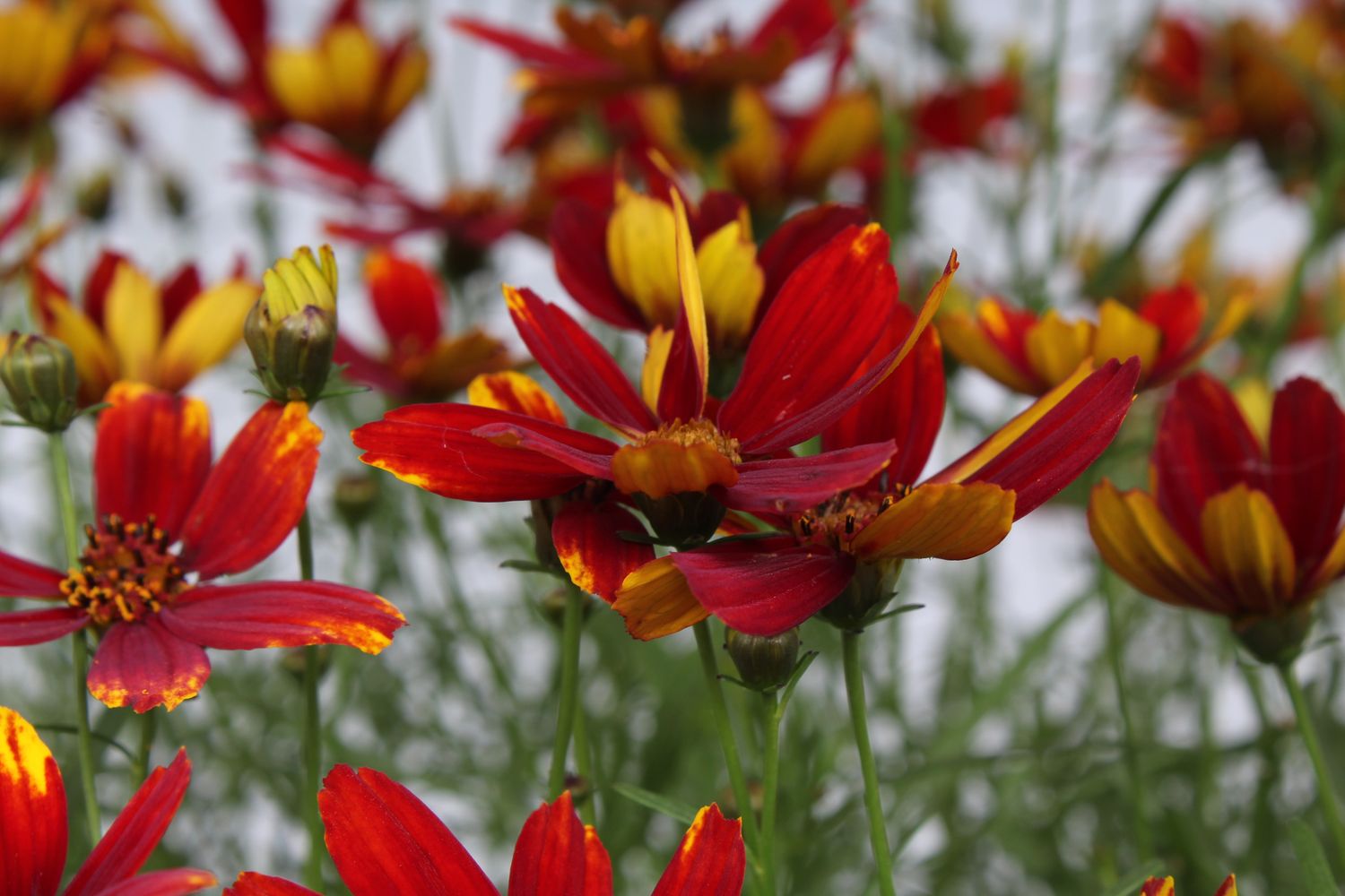 Coreopsis verticillata &#39; Ladybird &#39; - vaso 12
