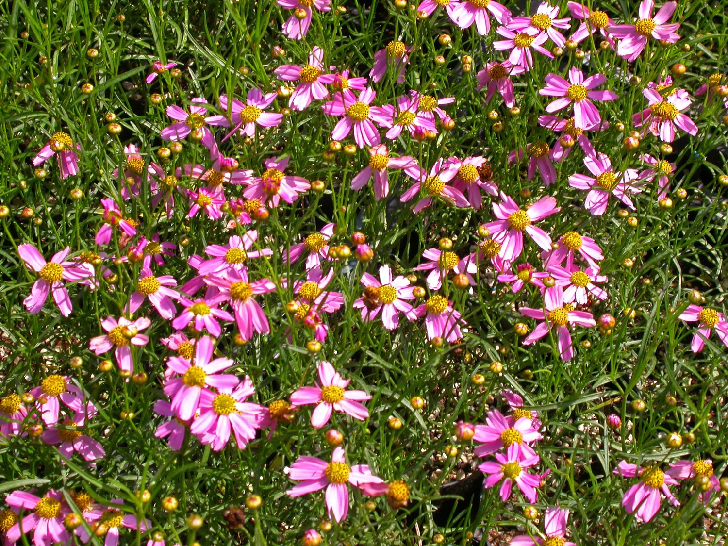 Coreopsis rosea &#39;American Dream&#39; - vaso Ø18 cm