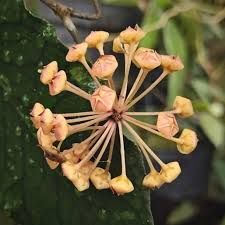 Hoya sp. Aceh, Fiore di Cera - vaso Ø6 cm