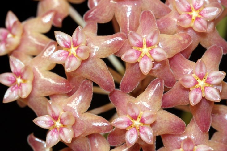 Hoya Fitchii, Fiore di Cera - vaso Ø9 cm