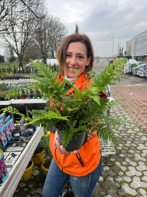 Felce da Esterno, Polystichum tsus-simense - vaso Ø12 cm Felce da Esterno, Polystichum tsus-simense - vaso Ø12 cm