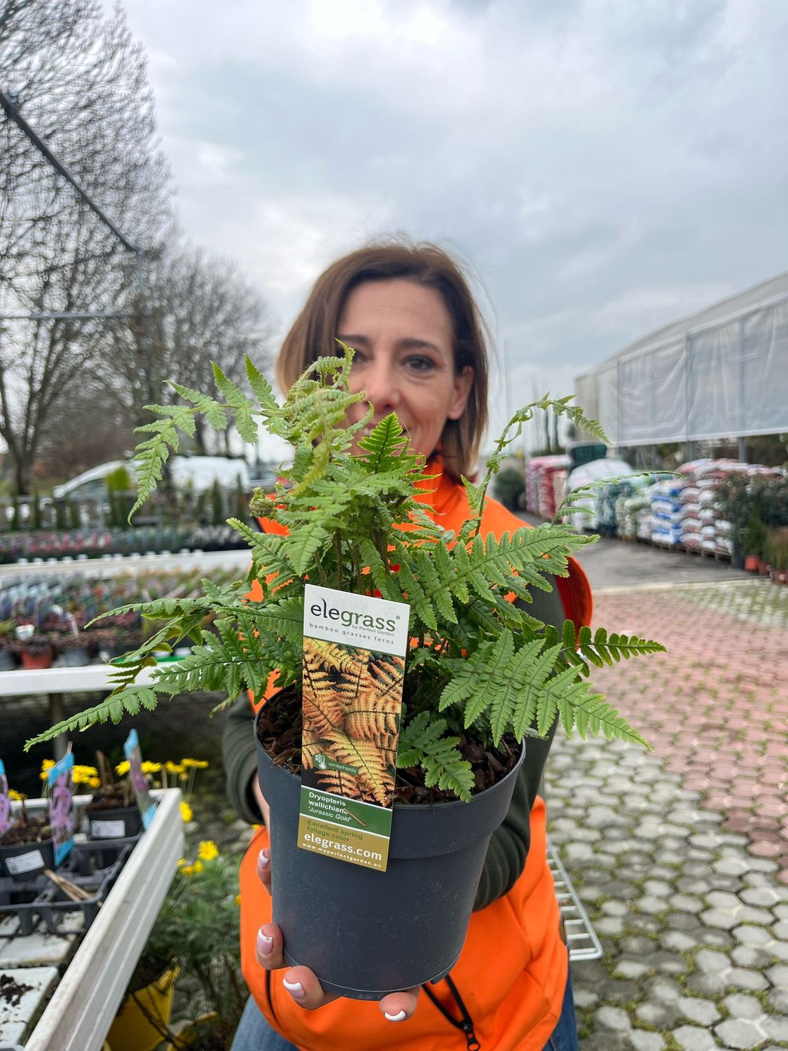 Felce Autunnale, Dryopteris erythrosora &#39; Wallichiana &#39;- vaso Ø14 cm