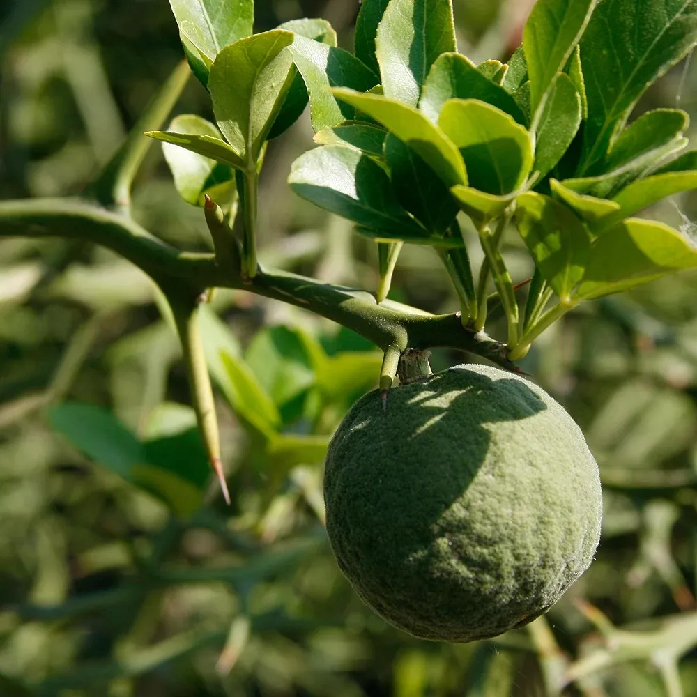 Poncirus, Citrus trifoliata, Arancio trifogliato, Limone trifogliato - vaso Ø17 cm