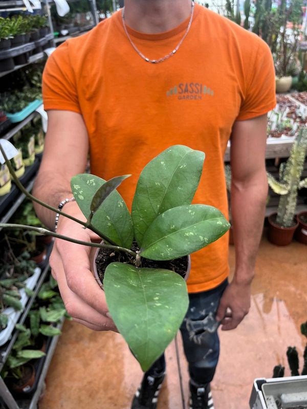 Hoya sp. Aceh - Fiore di Cera - vaso Ø9 cm