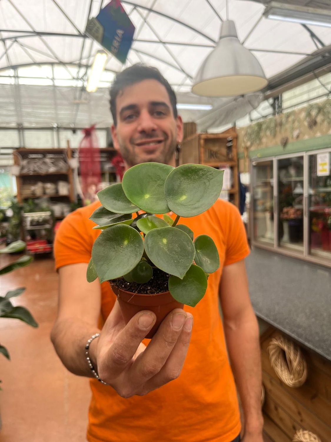 Peperomia polybotrya &#39;Raindrop&#39; - vaso Ø8.5 cm