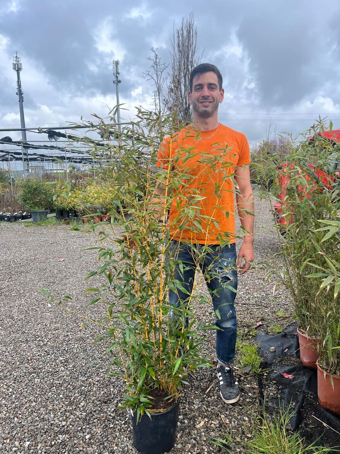 Bamboo, Bambù giallo, Phyllostachys aureosulcata - vaso Ø24 cm, h 120 cm