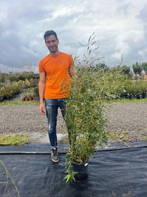 Bamboo, Bambù, Phyllostachys Bissetti - vaso Ø24 cm, h 140-160 cm