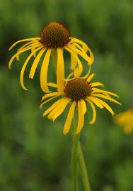Echinacea purpurea &#39;Paradoxa&#39; - vaso 18