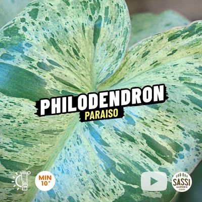 Philodendron 'Paraiso Verde', Filodendro - vaso Ø17 cm Philodendron 'Paraiso Verde', Filodendro - vaso Ø17 cm