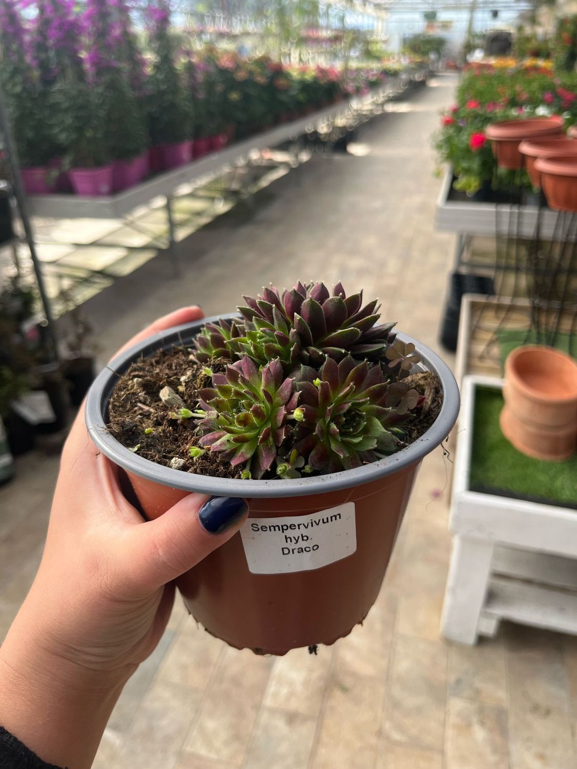 Sempervivum &#39;Draco&#39; - vaso Ø14 cm