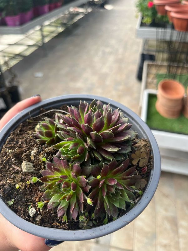 Sempervivum 'Draco' - vaso Ø14 cm