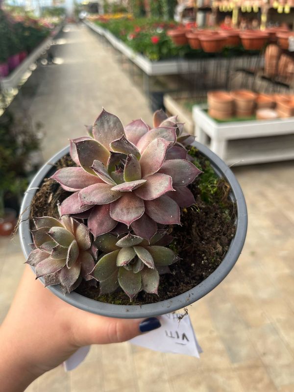 Sempervivum 'Aquila' - vaso Ø14 cm